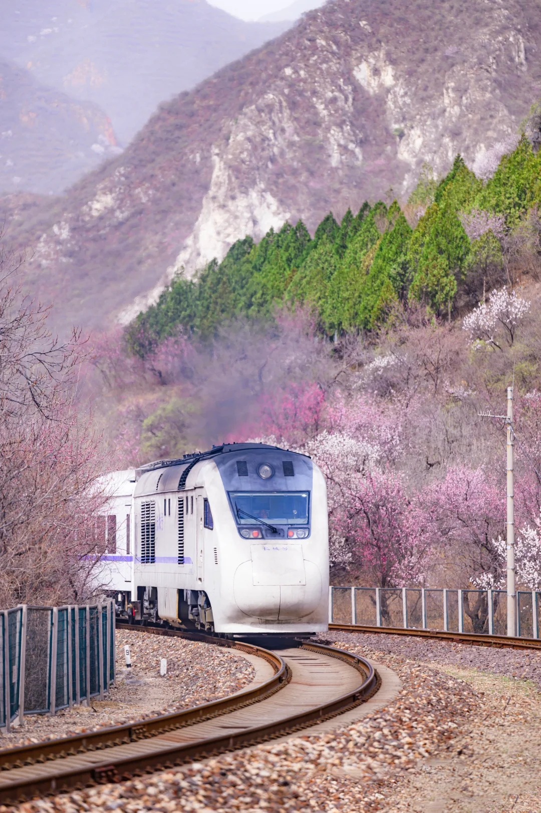 居庸关花海栈道，开往春天的列车！景区已开_5_爱摄影的小丢_北京-周末游-来自52tours 我爱旅游网